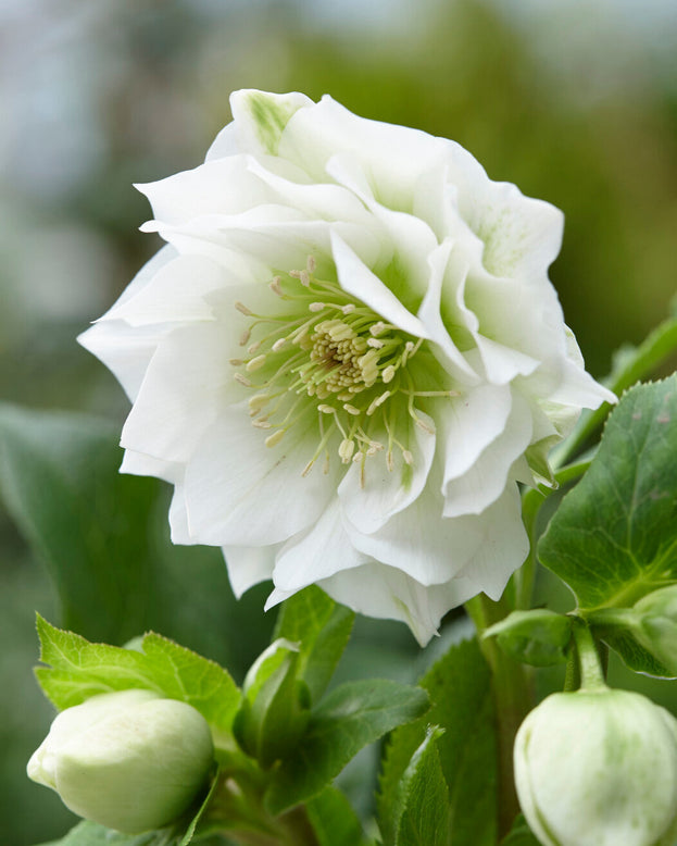 Helleborus 'Double Ellen White'