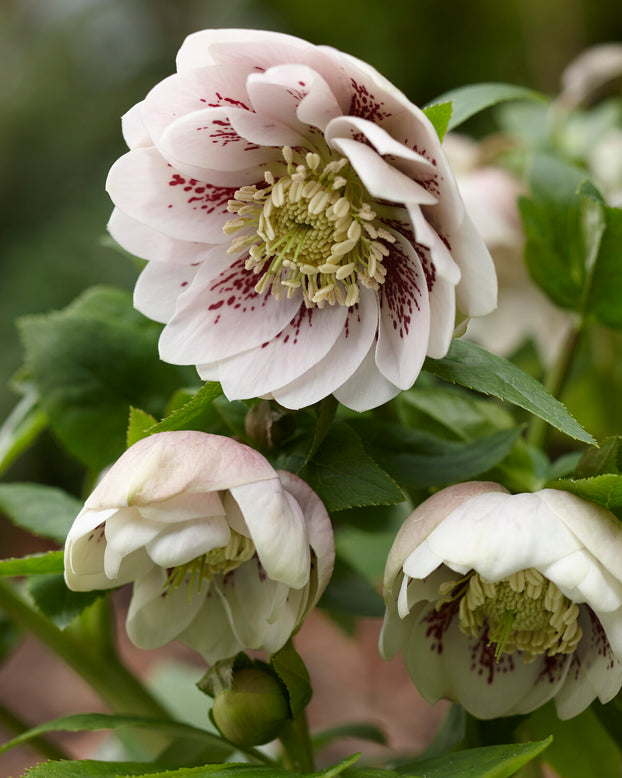 Helleborus 'Double Ellen White Spotted'