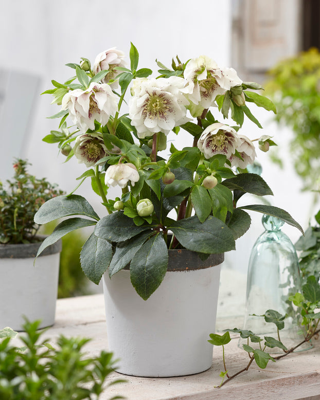 Helleborus 'Double Ellen White Spotted'