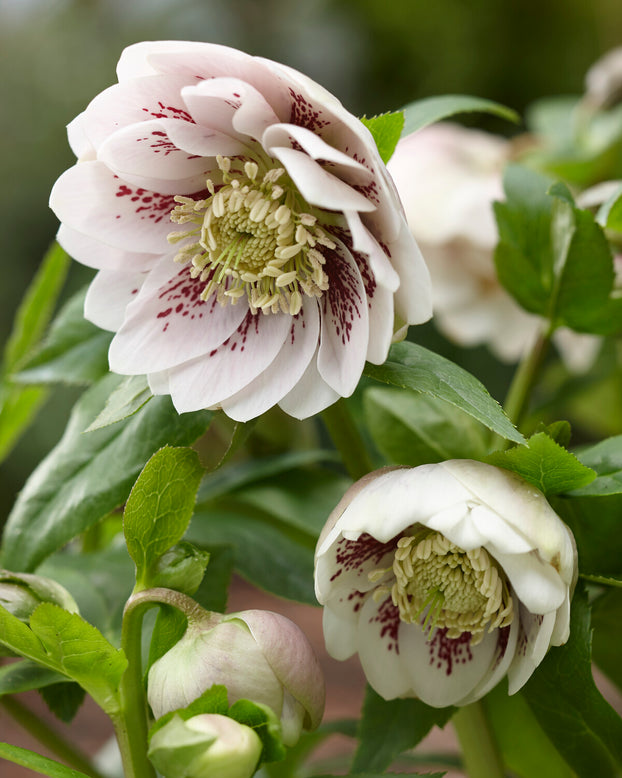 Helleborus 'Double Ellen White Spotted'