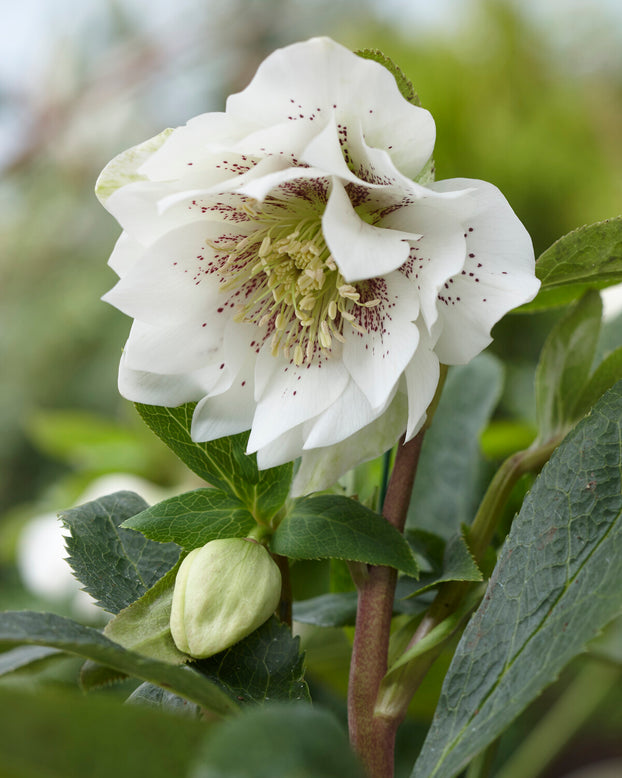 Helleborus 'Double Ellen White Spotted'