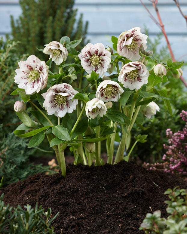 Helleborus 'Double Ellen White Spotted'