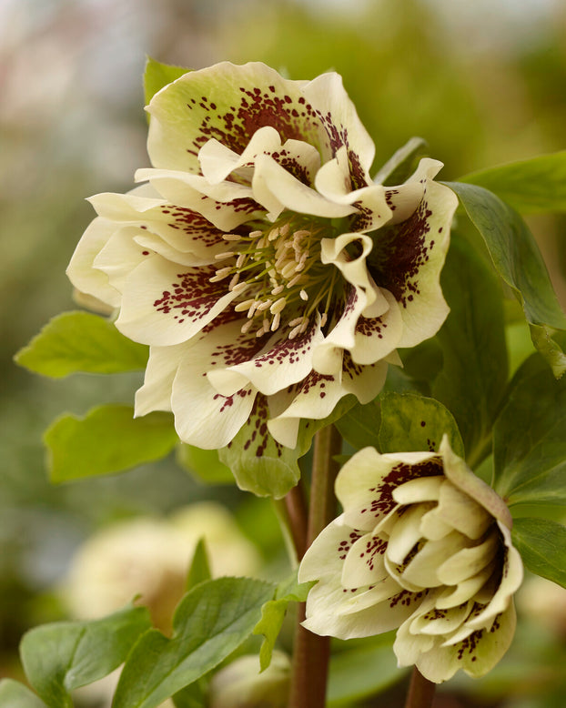 Helleborus 'Double Ellen Yellow Spotted'