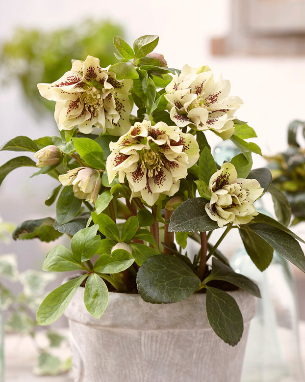 Helleborus 'Double Ellen Yellow Spotted'