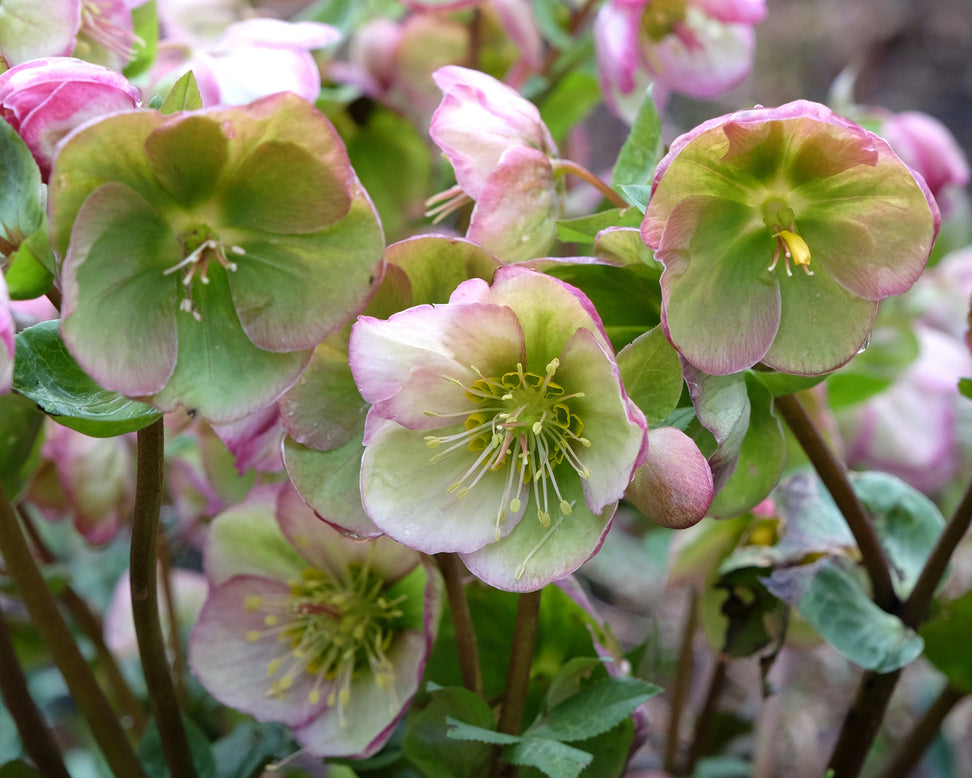 Helleborus 'Glenda's Gloss'