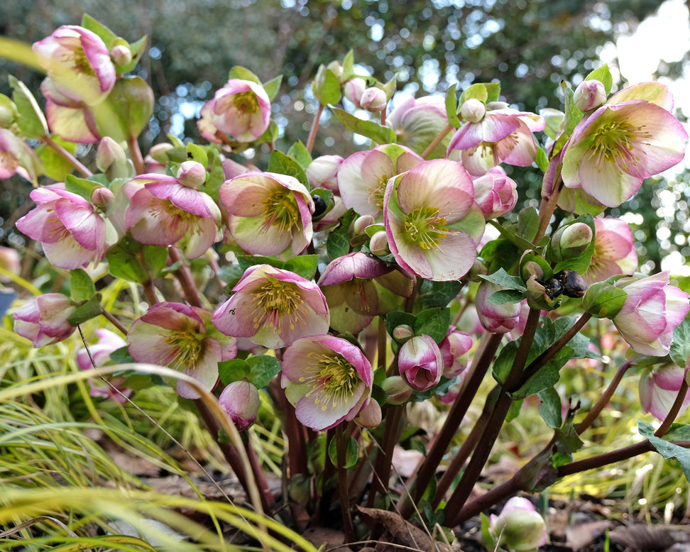 Helleborus 'Glenda's Gloss'