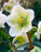 Helleborus