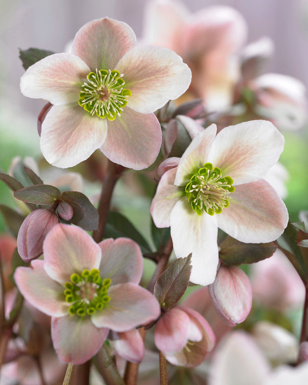 Helleborus 'Pirouette'
