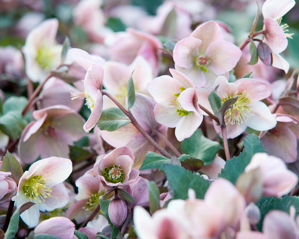 Helleborus 'Pirouette'