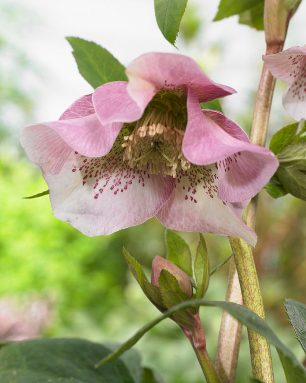 Helleborus 'Pretty Ellen Pink'