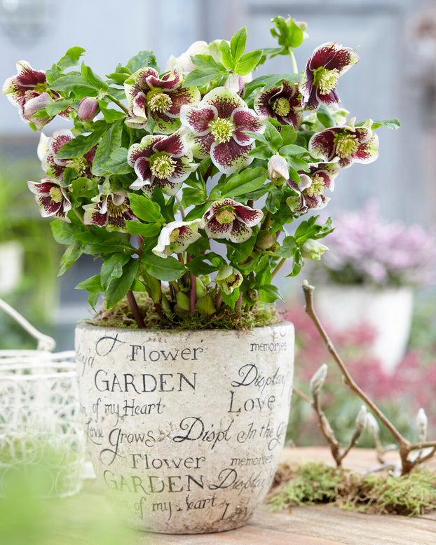 Helleborus 'Pretty Ellen Spotted'