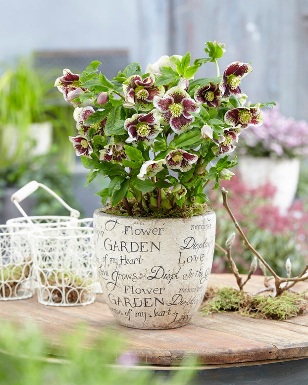 Helleborus 'Pretty Ellen Spotted'