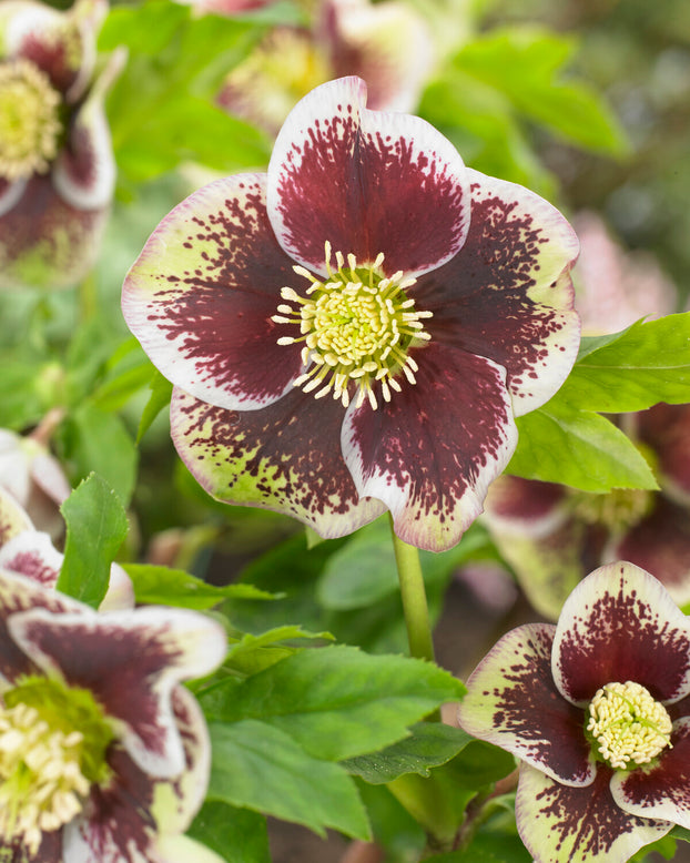 Helleborus 'Pretty Ellen Spotted'