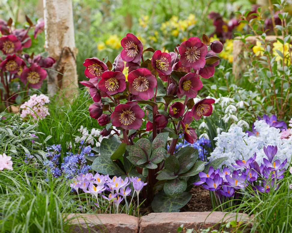 Helleborus 'Vibey Velvet'