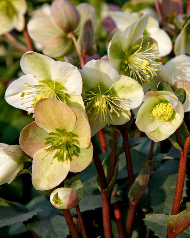Helleborus 'Winter Moonbeam'