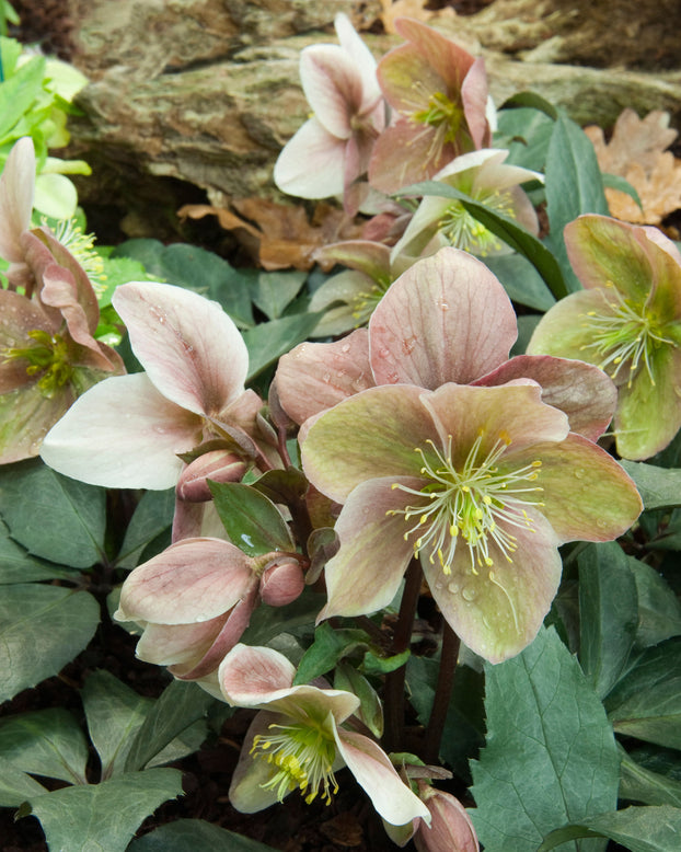 Helleborus 'Winter Sunshine'