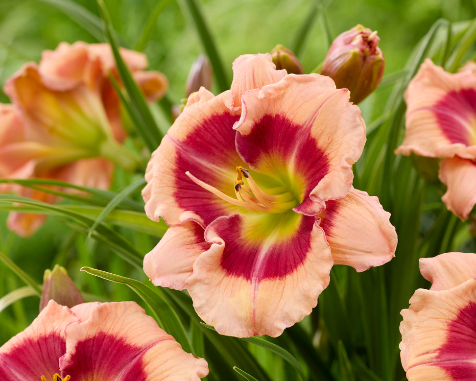 Hemerocallis 'Galactic Blush'