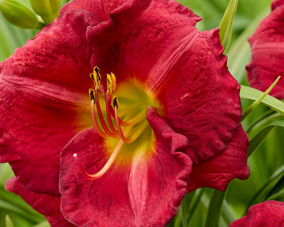 Hemerocallis 'Siloam Paul Watts'