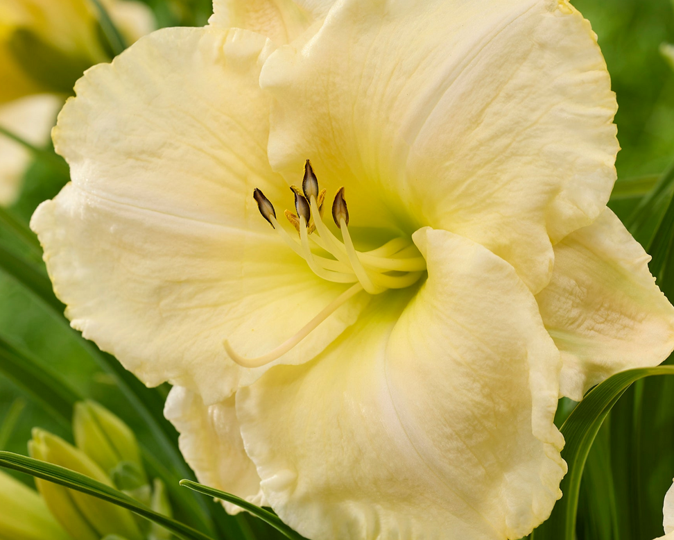 Hemerocallis 'Spacecoast White Out'