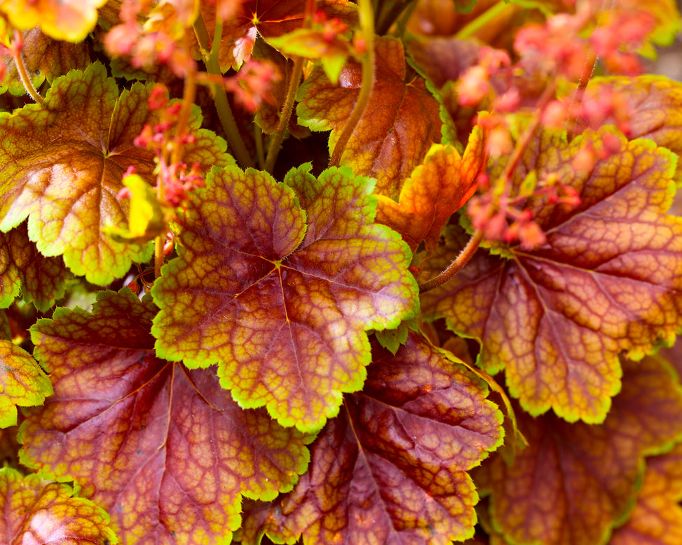 Heuchera 'Eternal Flame'