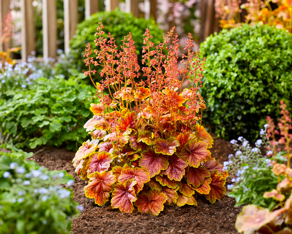 Heuchera 'Eternal Flame'