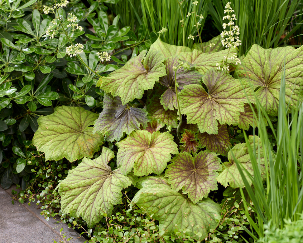 Heuchera 'Spitfire'