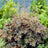 Heuchera