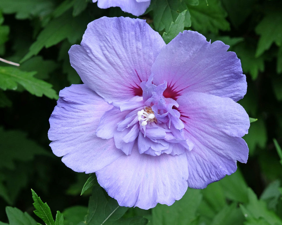 Hibiscus 'Blue Chiffon'