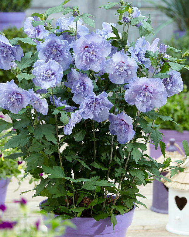 Hibiscus 'Blue Chiffon'