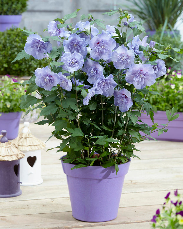Hibiscus 'Blue Chiffon'