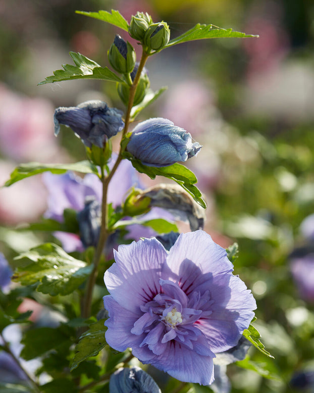 Hibiscus 'Blue Chiffon'