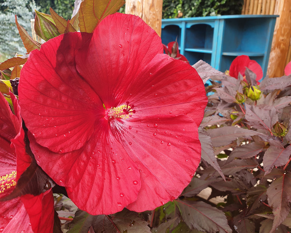Close-up of a bright red hibiscus flower with water droplets, surrounded by bronze foliage.