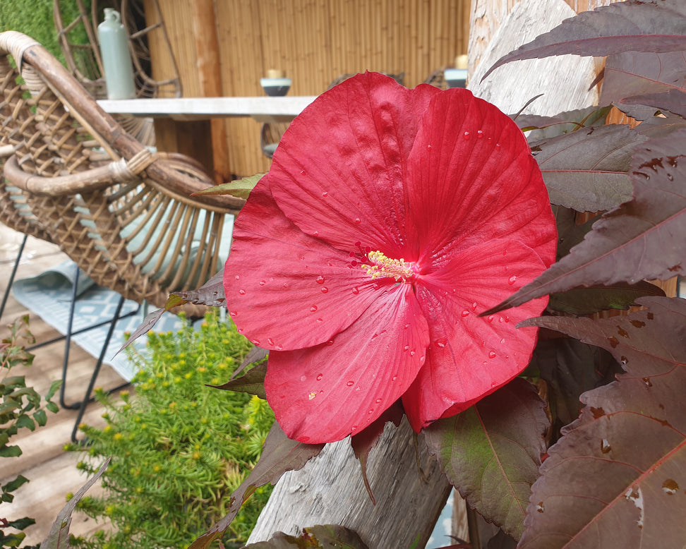 Hibiscus 'Carousel Geant Red'