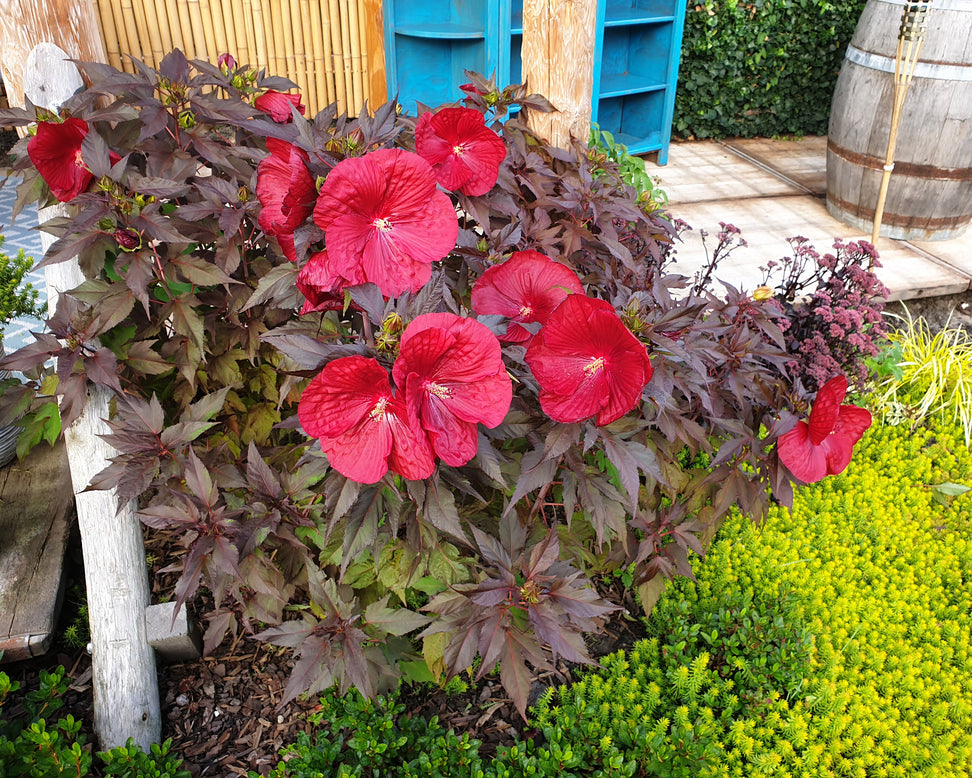 Hibiscus 'Carousel Geant Red'