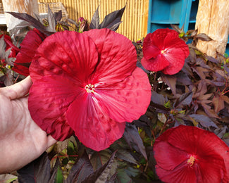 Hibiscus 'Carousel Geant Red' Red hibiscus flowers with bronze leaves in a garden setting