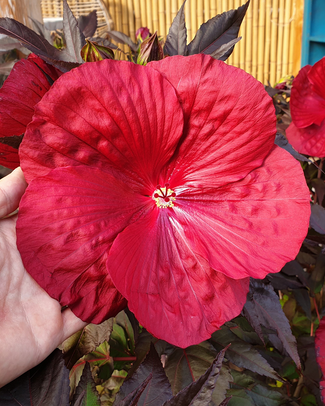 Hibiscus 'Carousel Geant Red' Hibiscus 'Carousel Geant Red'