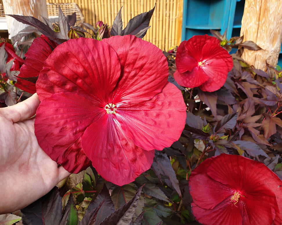 Hibiscus 'Carousel Geant Red'