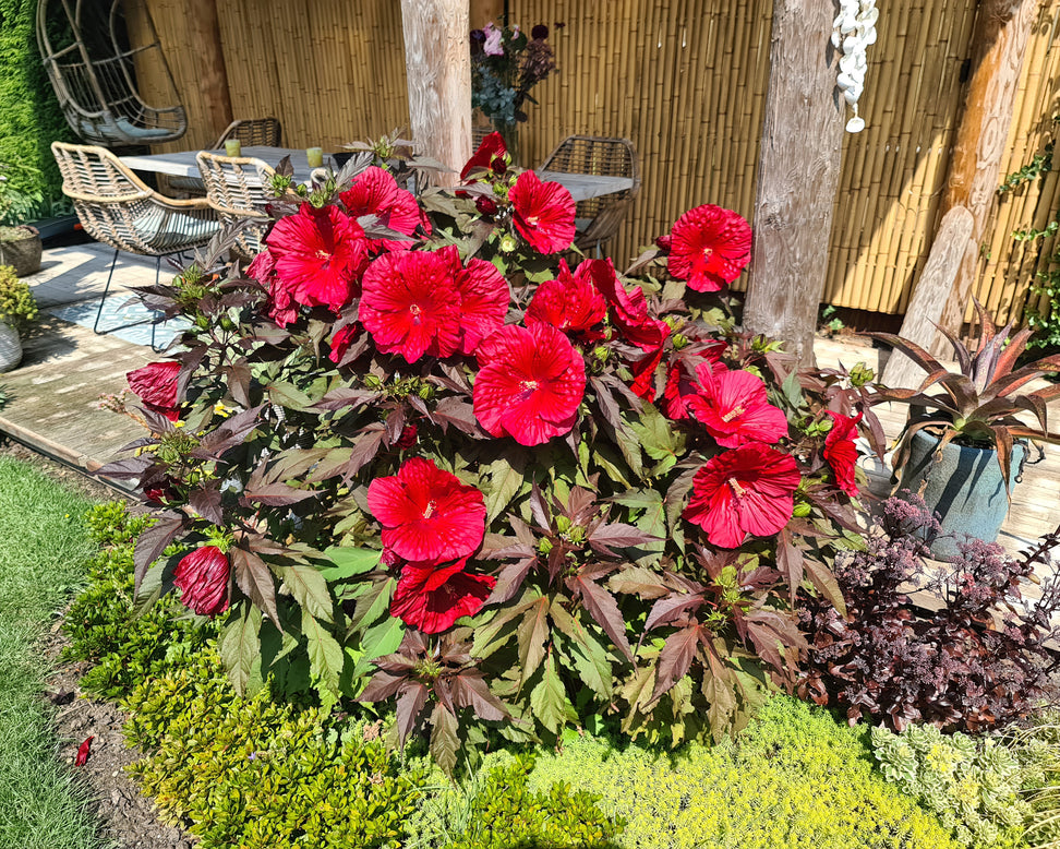 Hibiscus 'Carousel Geant Red'