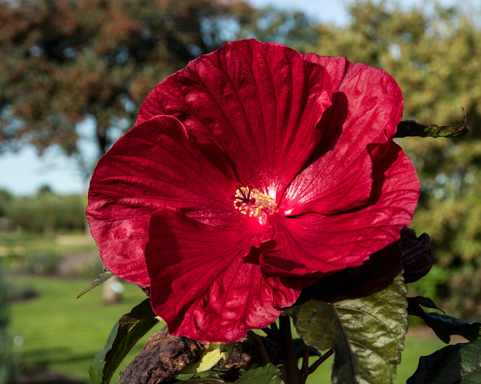 Hibiscus 'Carousel Geant Red'