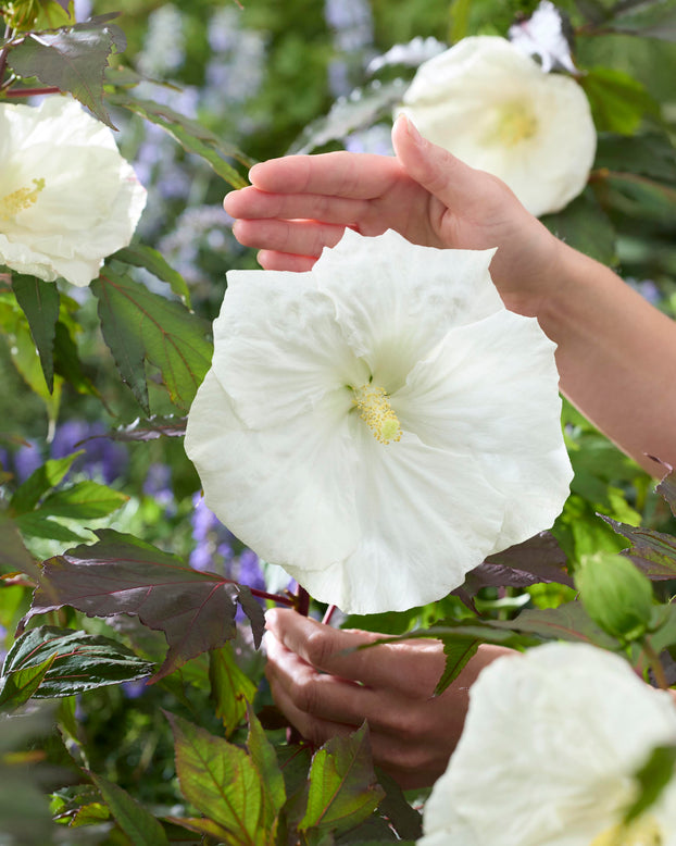 Hibiscus 'Carousel Ghost'