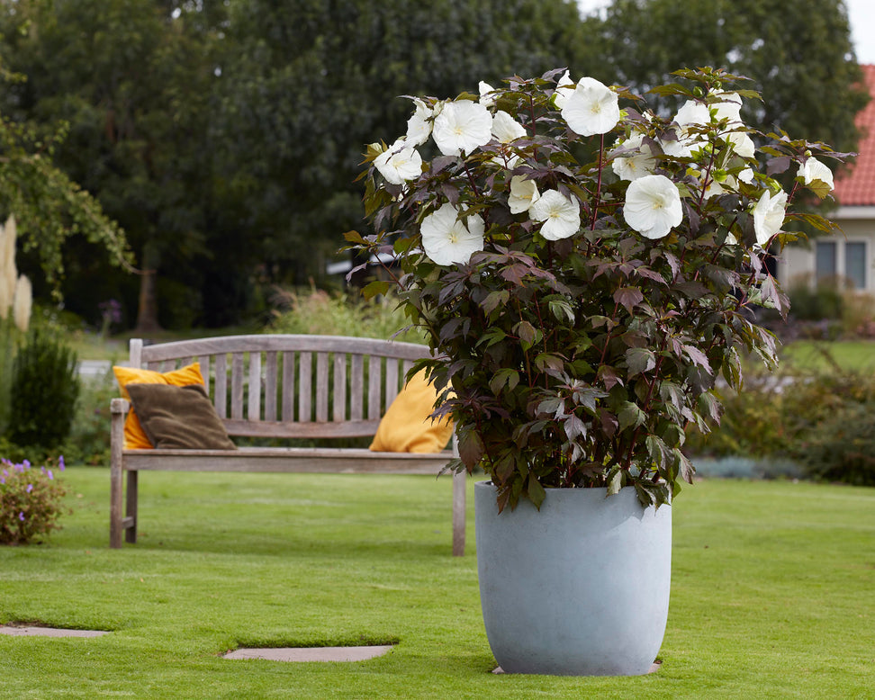 Hibiscus 'Carousel Ghost'