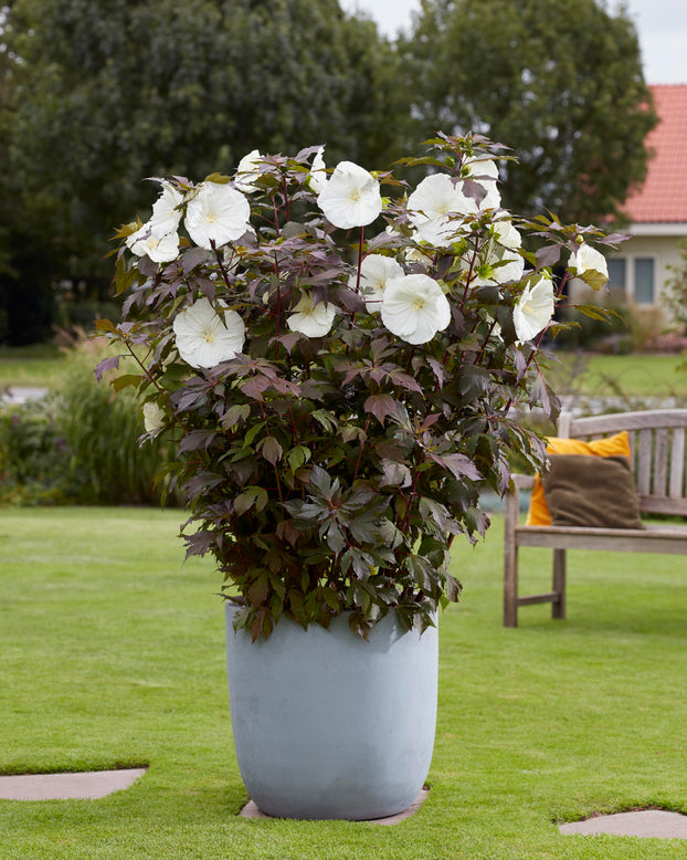 Hibiscus 'Carousel Ghost'