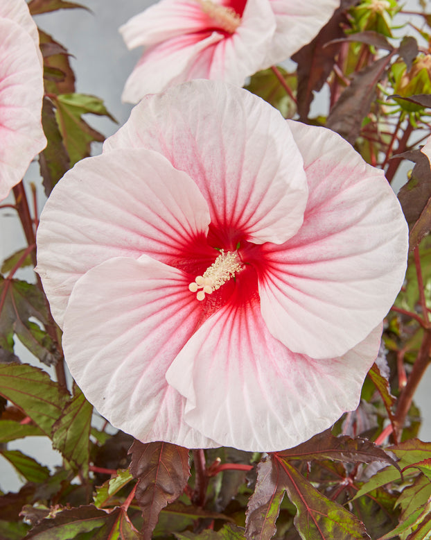 Hibiscus 'Carousel Pink Candy'