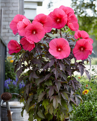 Hibiscus 'Carousel Pink Passion' Hibiscus 'Carousel Pink Passion'