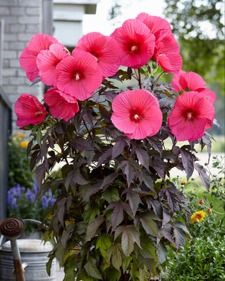 Hibiscus 'Carousel Pink Passion' Hibiscus 'Carousel Pink Passion'