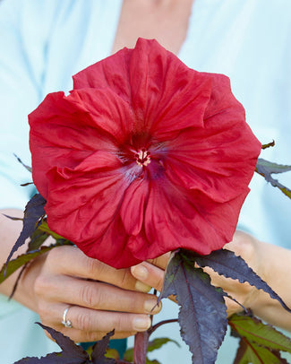 Hibiscus 'Carousel Red Wine' Hibiscus 'Carousel Red Wine'