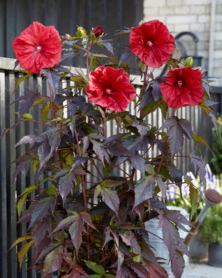 Hibiscus 'Carousel Red Wine' Hibiscus 'Carousel Red Wine'