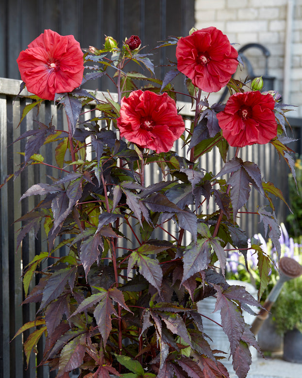 Hibiscus 'Carousel Red Wine'