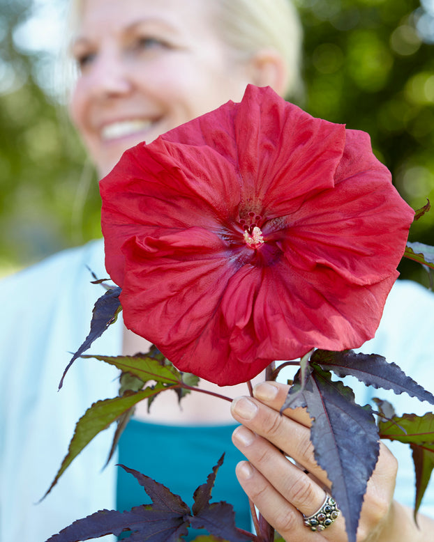 Hibiscus 'Carousel Red Wine'
