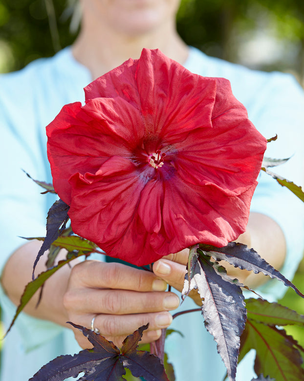 Hibiscus 'Carousel Red Wine'